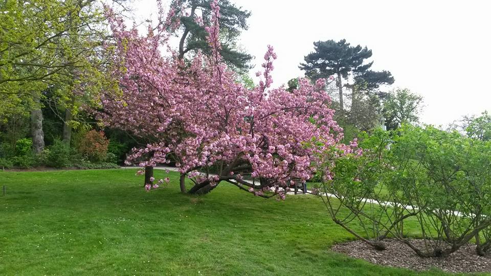 Magnolia de Bagatelle